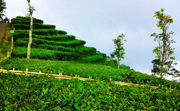Kebun Teh Nglinggo, 1. Wisata Kalibiru, 2. Gunung Ijo, 3. Pantai Glagah, 4. Puncak Suroloyo, 5. Puncak Widosari, 6. Kebun Teh Nglinggo, 7. Kedung Pedut, 8. Waduk Sermo, 9. Waduk Mini Kleco, 10. Pantai Congot