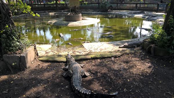 Taman Buaya Indonesia Jaya Tempat Wisata Di Bekasi, 1. Curug Parigi, 2. Taman Buaya Indonesia Jaya, 3. Waterboom Lippo Cikarang, 4. Pantai Muara Beting, 5. Danau Marakash, 6. Hutan Kota Bekasi, 7. Wisata Rumah Pohon, 8. Transera Waterpark, 9. Saung Ranggon Bekasi, 10. Danau Cibeureum