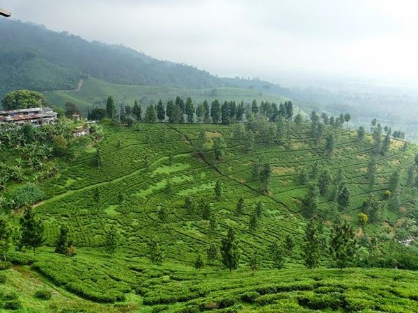 Taman Riung Gunung, 1. Danau Situ Gede, 2. Kebun Raya Bogor, 3. Telaga Warna, 4. Gunung Pancar, 5. Taman Riung Gunung, 6. Agrowisata Gunung Mas, 7. Pemandian Air Panas Tirta Sanita Ciseeng, 8. Sentul Paradise Park, 9. Kebun Raya Cibodas, 10. Curug Ngumpet, 11. Goa Agung Garunggang, 12. Curug Leuwi Lieuk, 13. Gunung Munara, 14. Curug Cibaliung, 15. Gunung Batu Jonggol