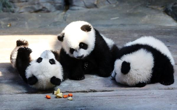 Taman Safari Chimelong, Opera House Guangzhou, Menara Canton, Shamian Island, Chimelong Paradise, Baiyun Mountain, Temple of the Six Banyan Trees, Sun Yat-sen Memorial Hall, Sacred Hall Cathedral, Taman Safari Chimelong, Zhujiang New Town