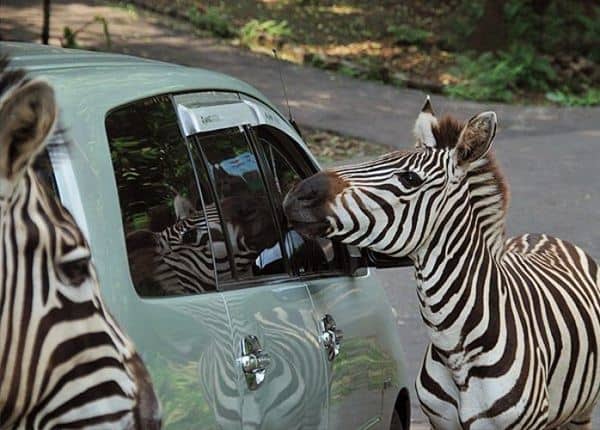 Taman Safari Prigen Tempat Wisata Di Pasuruan, 1. Pantai Lekok, 2. Gunung Bromo, 3. Taman Safari Prigen, 4. Air Terjun Kakek Bodo, 5. Pantai Penunggul, 6. Kebun Raya Purwodadi, 7. Danau Ranu Grati, 8. Candi Jawi, 9. Pemandian Banyu Biru, 10. Coban Baung