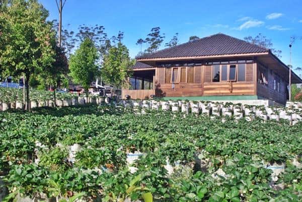 Kebun Strawberry Emte Highland Resort, 1. Rumah Stroberi, 2. Natural Resto and Strawberry Land, 3. Kampung Strawberry Bungalow &amp; Restaurant, 4. Kebun Strawberry Emte Highland Resort, 5. AW Strawberry, 6. La Fresa Strawberry, 7. Bukit Strawberry Lembang, 8. Kebun Strawberry Cibodas, 9. Petik Sendiri Blackberry dan Strawberry (Alam Endah)