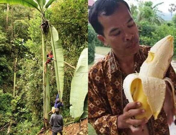 Musa Ingens, 1. Matoa, 2. Woromo, 3. Buah Merah, 4. Musa Ingens, 5. Bintangur, 6. Rabon Bi