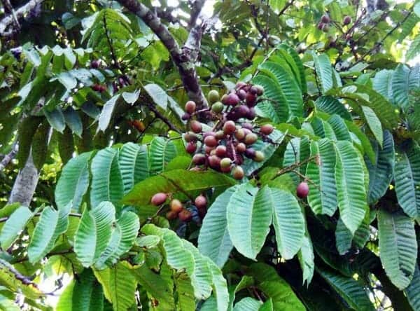 Matoa, 1. Matoa, 2. Woromo, 3. Buah Merah, 4. Musa Ingens, 5. Bintangur, 6. Rabon Bi