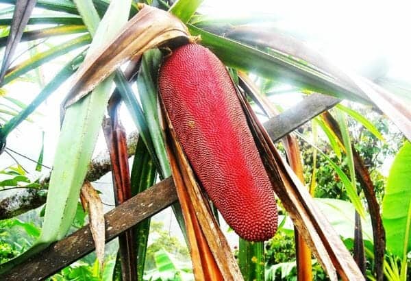 Buah Merah, 1. Matoa, 2. Woromo, 3. Buah Merah, 4. Musa Ingens, 5. Bintangur, 6. Rabon Bi