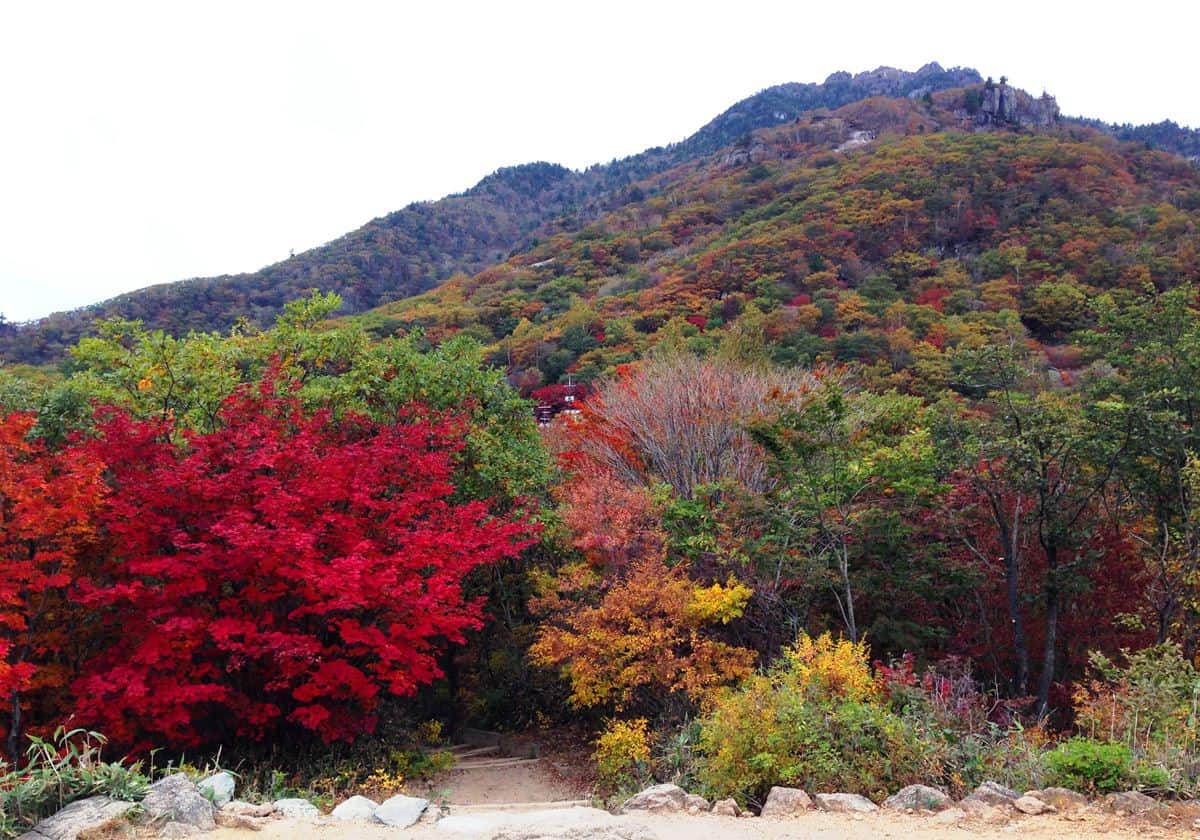 Jirisan di Kota Sancheong, 1. Jalan Pohon Ginkgo di Kota Asan, 2. Ladang Borinara Hagwon, di Gochang, 3. Pulau Nami, 4. Jirisan di Kota Sancheong, 5. Pink Muhly Field di Gyeongju, 7. Gwanghalluwon di Namwon, 7. Universitas Ewha