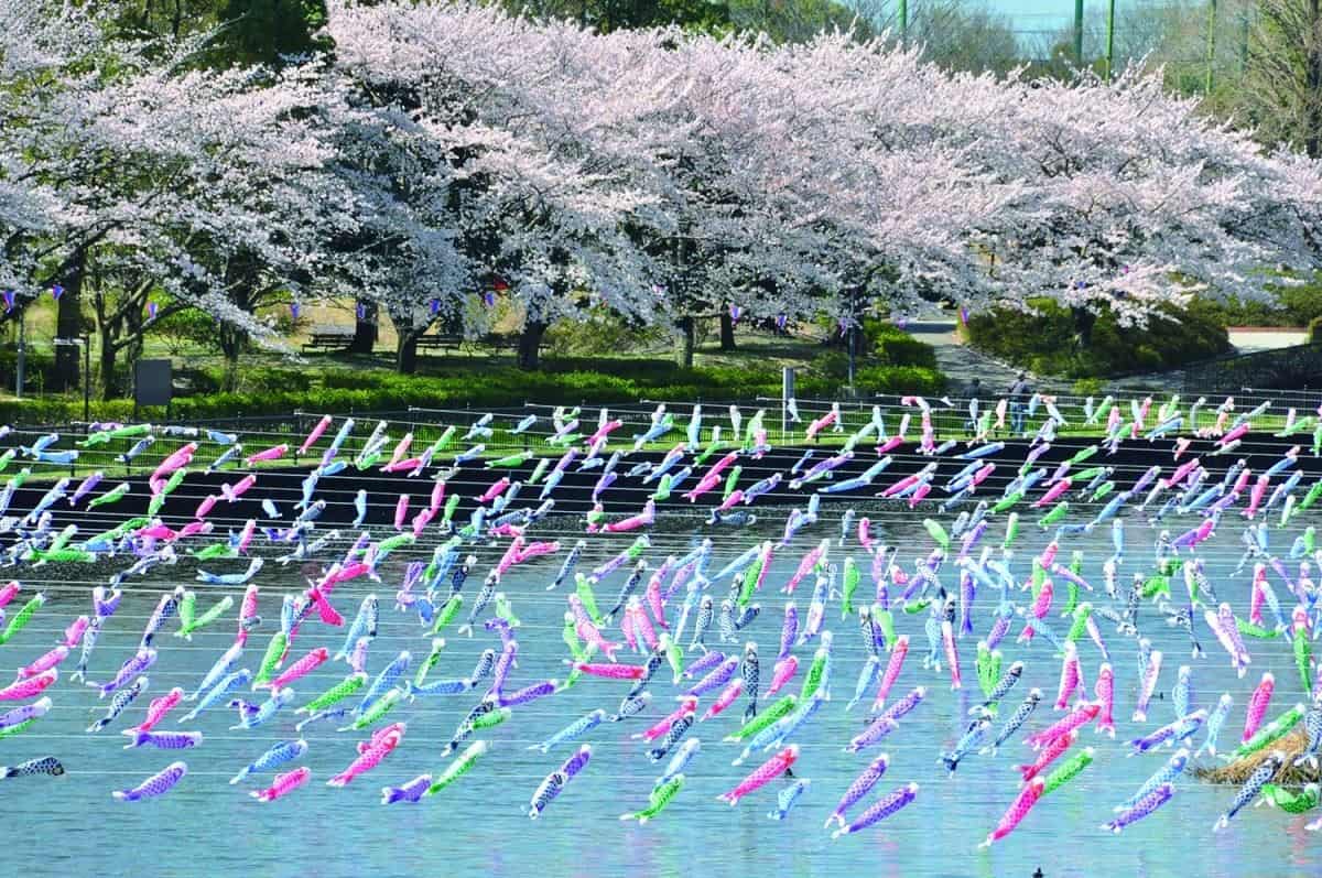 Koinobori no Sato Matsuri, 1. Shinjuku Gyoen, Tokyo, 2. Koinobori no Sato Matsuri, Gunma, 3. Mother Farm, Futtsu-shi, Chiba, 4. Kota Tua Takayama, Takayama, Gifu, 5. Kenrokuen, Kanazawa, 6. Taman Tulip Kamiyubetsu, Yubetsu, Hokkaido
