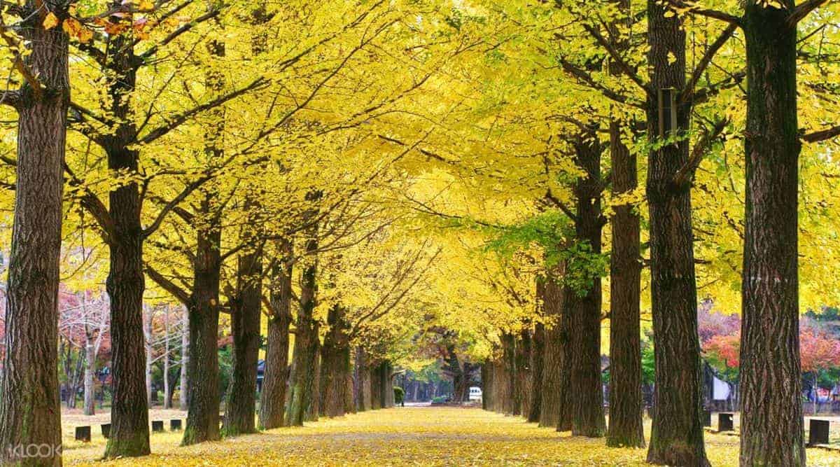 Pulau Nami, 1. Jalan Pohon Ginkgo di Kota Asan, 2. Ladang Borinara Hagwon, di Gochang, 3. Pulau Nami, 4. Jirisan di Kota Sancheong, 5. Pink Muhly Field di Gyeongju, 7. Gwanghalluwon di Namwon, 7. Universitas Ewha