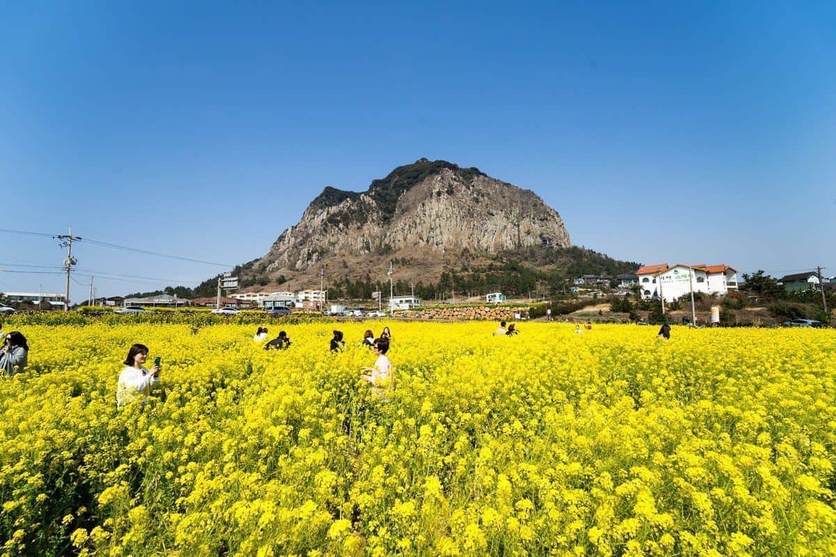 Seopjikoji, 1. Ilsan Lake Park, 2. Yeouido Park, 3. Pulau Cheongsando, 4. Seopjikoji, 5. Istana Gyeongbok, 6. Festival Bunga Sakura Jinhae