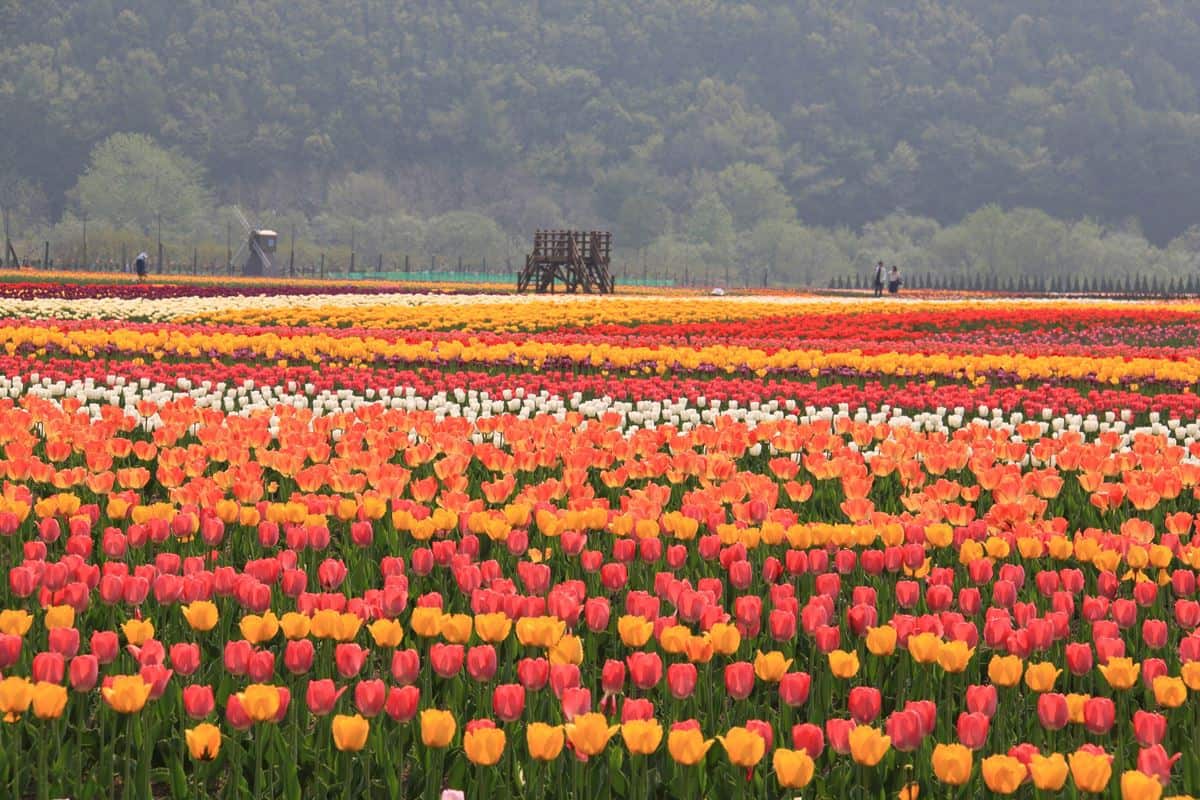 Taman Tulip Kamiyubetsu, 1. Shinjuku Gyoen, Tokyo, 2. Koinobori no Sato Matsuri, Gunma, 3. Mother Farm, Futtsu-shi, Chiba, 4. Kota Tua Takayama, Takayama, Gifu, 5. Kenrokuen, Kanazawa, 6. Taman Tulip Kamiyubetsu, Yubetsu, Hokkaido