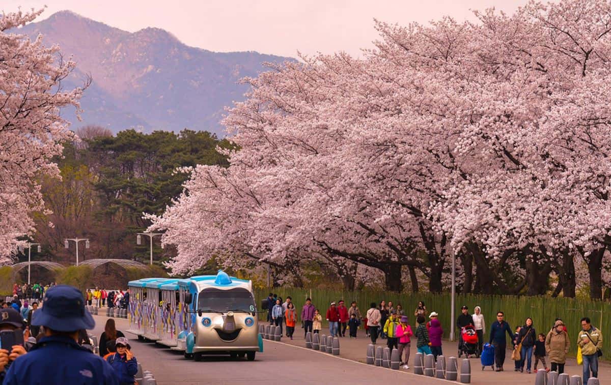 Yeouido Park, 1. Ilsan Lake Park, 2. Yeouido Park, 3. Pulau Cheongsando, 4. Seopjikoji, 5. Istana Gyeongbok, 6. Festival Bunga Sakura Jinhae