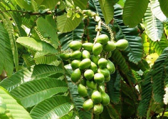 Bintangur, 1. Matoa, 2. Woromo, 3. Buah Merah, 4. Musa Ingens, 5. Bintangur, 6. Rabon Bi