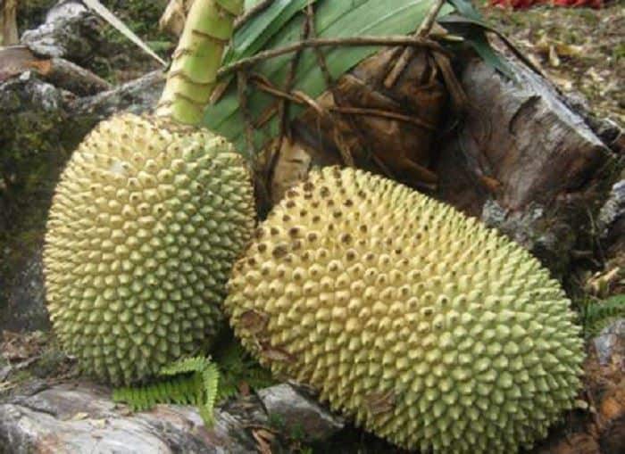 Woromo, 1. Matoa, 2. Woromo, 3. Buah Merah, 4. Musa Ingens, 5. Bintangur, 6. Rabon Bi