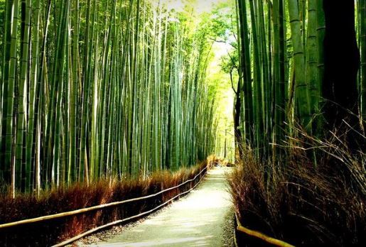 arashiyma bamboo grove pemandangan alam terindah di jepang, 1. Arashiyama Bamboo Grove, 2. Nachi Falls, 3. Danau Mashu, 4. Yuki no Otani, 5. Shukkeien Garden, 6. Tottori Sand Dunes, 7. Takachiho Gorge