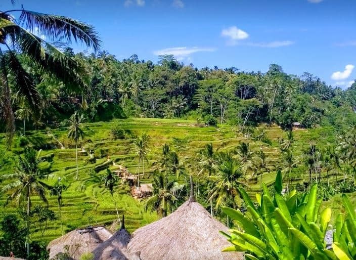 tegallalang rice terrace, 1. Goa Gajah, 2. The Blanco Renaissance Museum, 3. Campuhan Ridge Walk, 4. Pura Tirta Empul, 5. Tegenungan Waterfall, 6. Tegallalang Rice Terrace, 7. Mandala Wisata Wenara Wana, 8. Hidden Canyon Beji Guwang, 9. Bali Safari & Marine Park, 10. Pantai Lebih