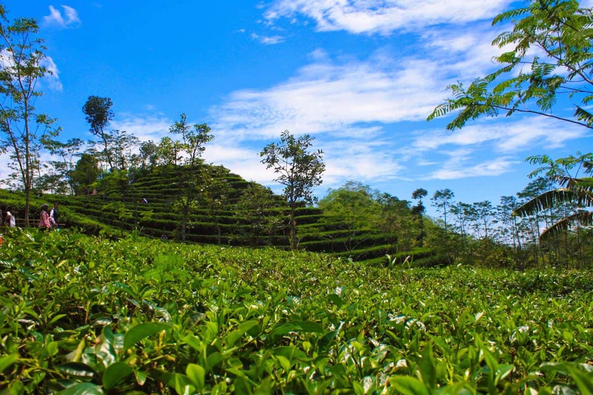 Kebun Teh Nglinggo, 1. Jalan Malioboro, 2. Keraton Yogyakarta, 3. Candi Prambanan, 4. Kampung Wisata Taman Sari, 5. Pantai Parangtritis, 6. Merapi Park, 7. Situs Ratu Boko, 8. Hutan Pinus Mangunan Dlingo, 9. Kebun Teh Nglinggo, 10. Kebun Binatang Gembira Loka