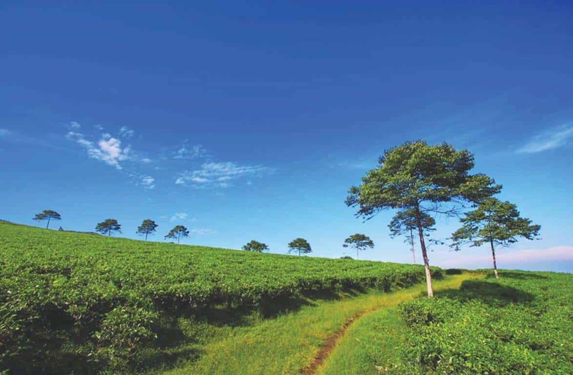 Kebun Teh Semugih, 1. Kedung Mbulet, 2. Rainbow Rafting Randudongkal, 3. Pantai Widuri, 4. Curug Duwur Pemalang, 5. Telaga Rengganis, 6. Kebun Teh Semugih, 7. Gunung Mendelem, 9. Curug Gong Randudongkal, 10. Bukit Kukusan