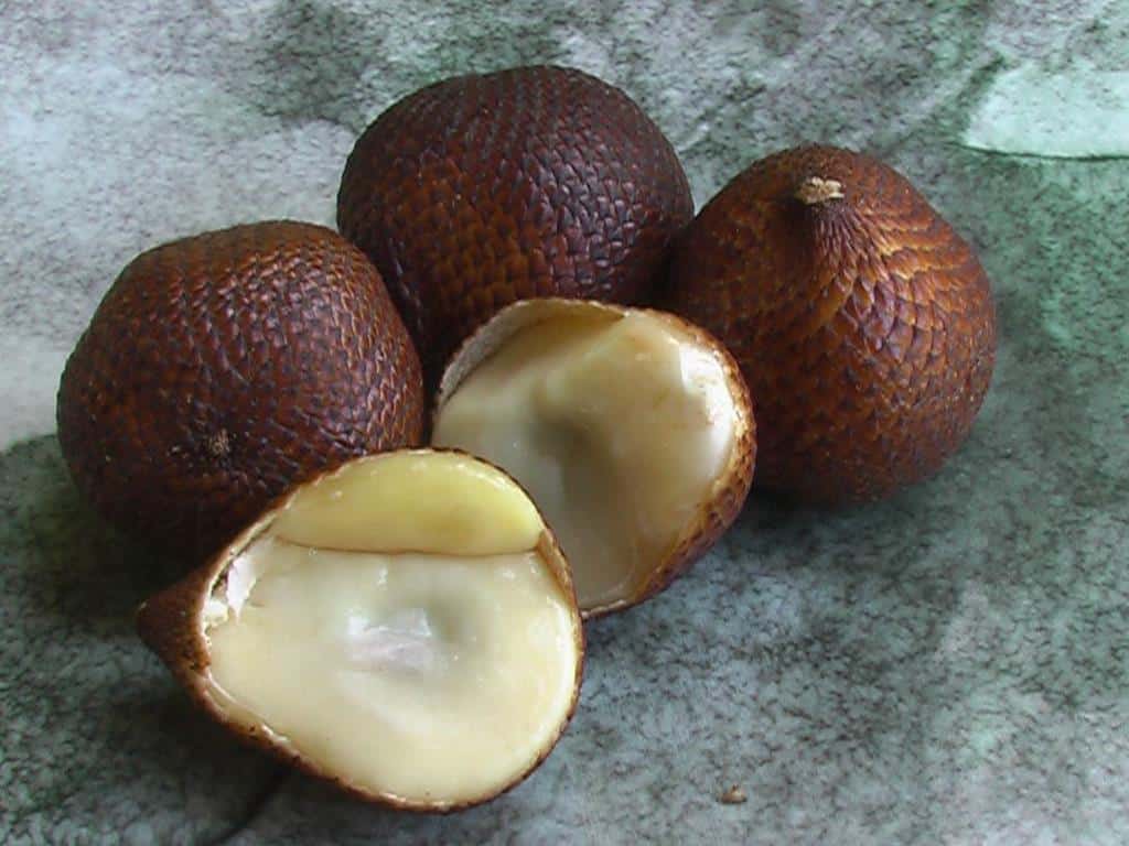 Salak Pondoh (Copy), 1. Jadah Tempe, 2. Sate Kelinci, 3. Sate Jaran, 4. Pepes Belut Godean, 5. Sego Welut, 6. Ayam Goreng Kalasan, 7. Kupat Gule, 8. Entok Slenget, 9. Saoto Bathok, 10. Salak Pondoh