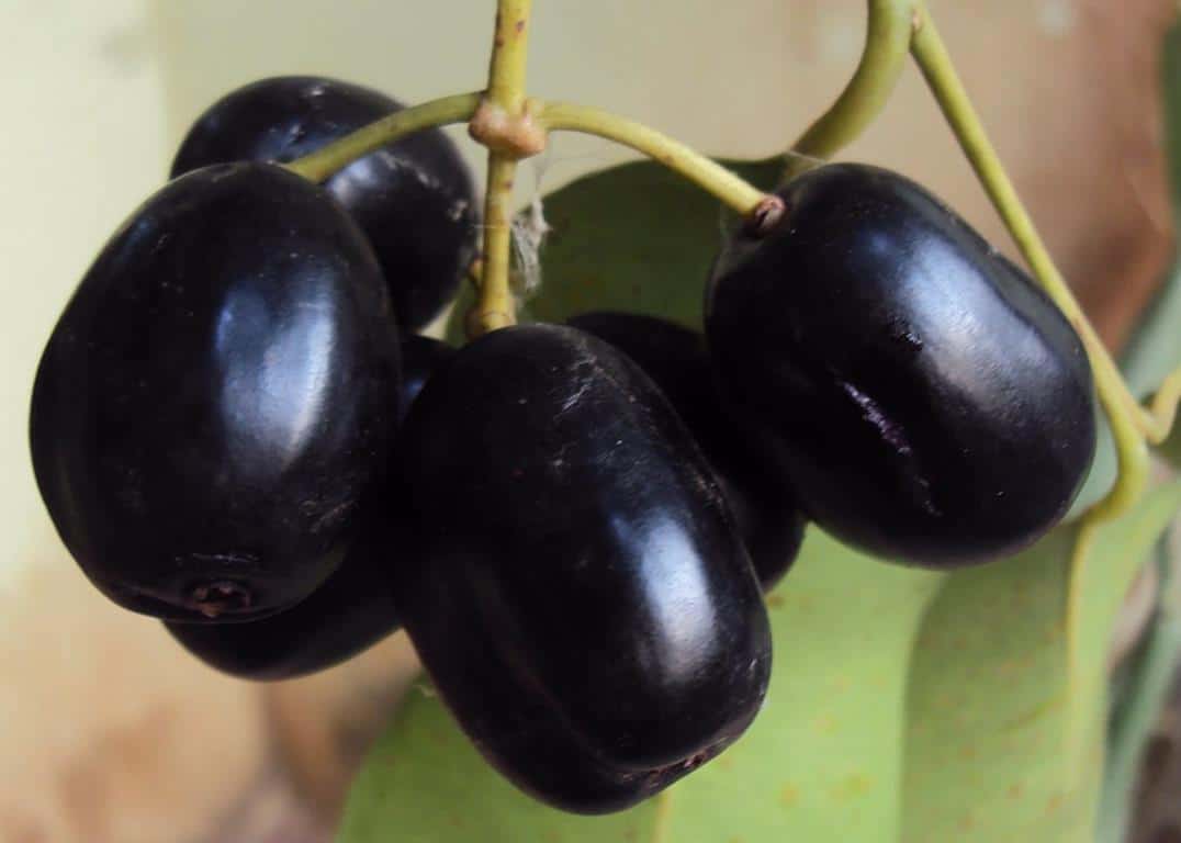 Buah Duwet (Jamblang) (Copy), 1. Mangga Gedong Gincu, 2. Kecap Majalengka, 3. Oncom Goreng, 4. Durian Perwira, 5. Gula Cakar, 6. Buah Duwet (Jamblang), 7. Kalua Jeruk, 8. Ampas Kecap, 9. Keripik Tempe, 10. Jalakotek