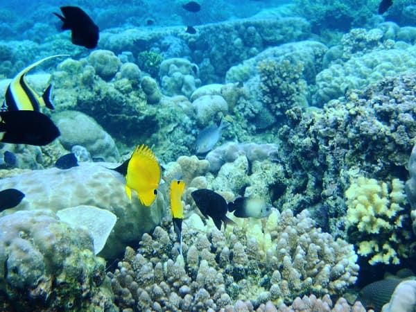 Taman Nasional Bunaken, 1. Taman Nasional Komodo, 2. Taman Nasional Bunaken, 3. Taman Nasional Ujung Kulon, 4. Taman Nasional Tanjung Puting, 5. Taman Nasional Baluran, 6. Taman Nasional Kerinci Seblat, 7. Taman Nasional Lorenz, 8. Taman Nasional Wakatobi, 9. Taman Nasional Gunung Leuseur, 10. Taman Nasional Gunung Rinjani