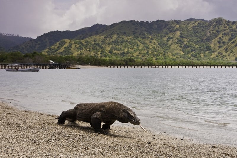 Taman Nasional Komodo, 1. Taman Nasional Komodo, 2. Taman Nasional Bunaken, 3. Taman Nasional Ujung Kulon, 4. Taman Nasional Tanjung Puting, 5. Taman Nasional Baluran, 6. Taman Nasional Kerinci Seblat, 7. Taman Nasional Lorenz, 8. Taman Nasional Wakatobi, 9. Taman Nasional Gunung Leuseur, 10. Taman Nasional Gunung Rinjani