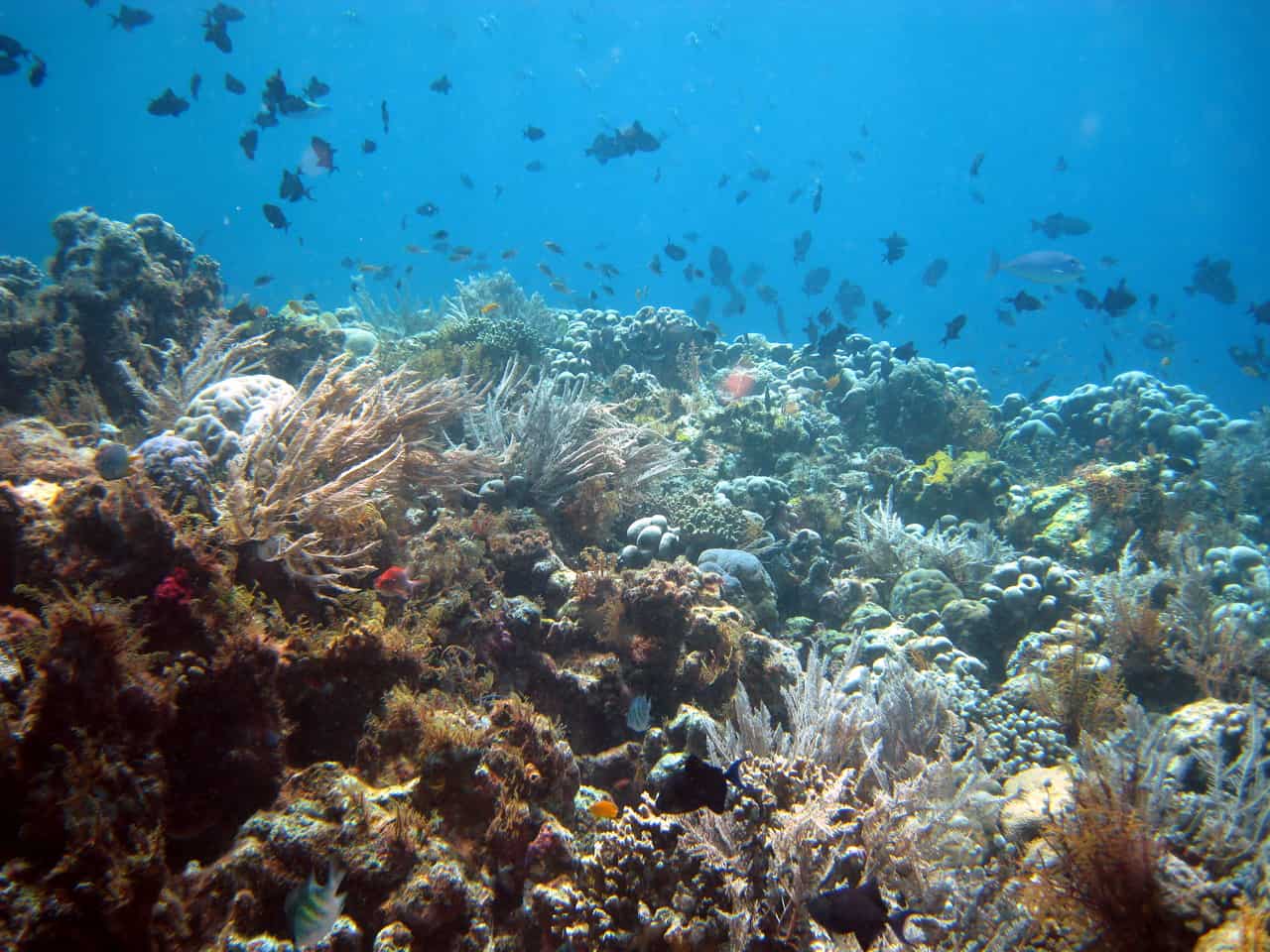 Wakatobi, 1. Taman Nasional Komodo, 2. Taman Nasional Bunaken, 3. Taman Nasional Ujung Kulon, 4. Taman Nasional Tanjung Puting, 5. Taman Nasional Baluran, 6. Taman Nasional Kerinci Seblat, 7. Taman Nasional Lorenz, 8. Taman Nasional Wakatobi, 9. Taman Nasional Gunung Leuseur, 10. Taman Nasional Gunung Rinjani