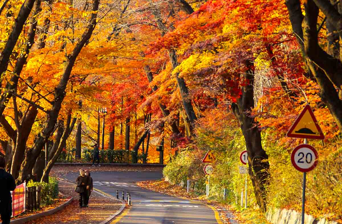 autumn korea, 1. Berlibur pada Low Season, 2. Beli Tiket Jauh-Jauh Hari, 3. Tiket Transit, 4. Ikuti Travel Fair, 5. Ikuti Media Promosi Maskapai