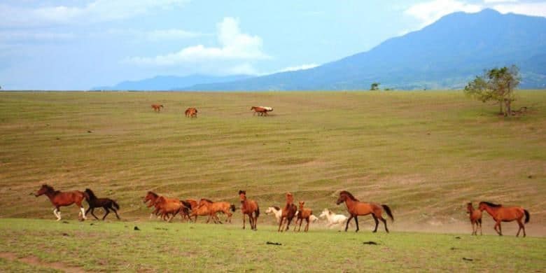 Sabana Sumba Timur, 1. Padang Sabana di Gunung Bromo, 2. Sabana Bukit Teletubbies di Puncak Gunung Prau, 3. Taman Nasional Baluran, Afrika-nya Indonesia, 4. Sabana Cikasur, Gunung Argopuro, 5. Taman Nasional Alas Purwo, Surga di Banyuwangi, 6. Merbabu, Gunung dengan Luasnya Sabana, 7. Sembalun, Sabana Terbaik di Gunung Rinjani, 8. Hamparan Padang Rumput di Kawah Wurung Bondowoso, 9. Pulau Kenawa, Sabana dengan Bukit Menjulang, 10. Sabana Sumba Timur