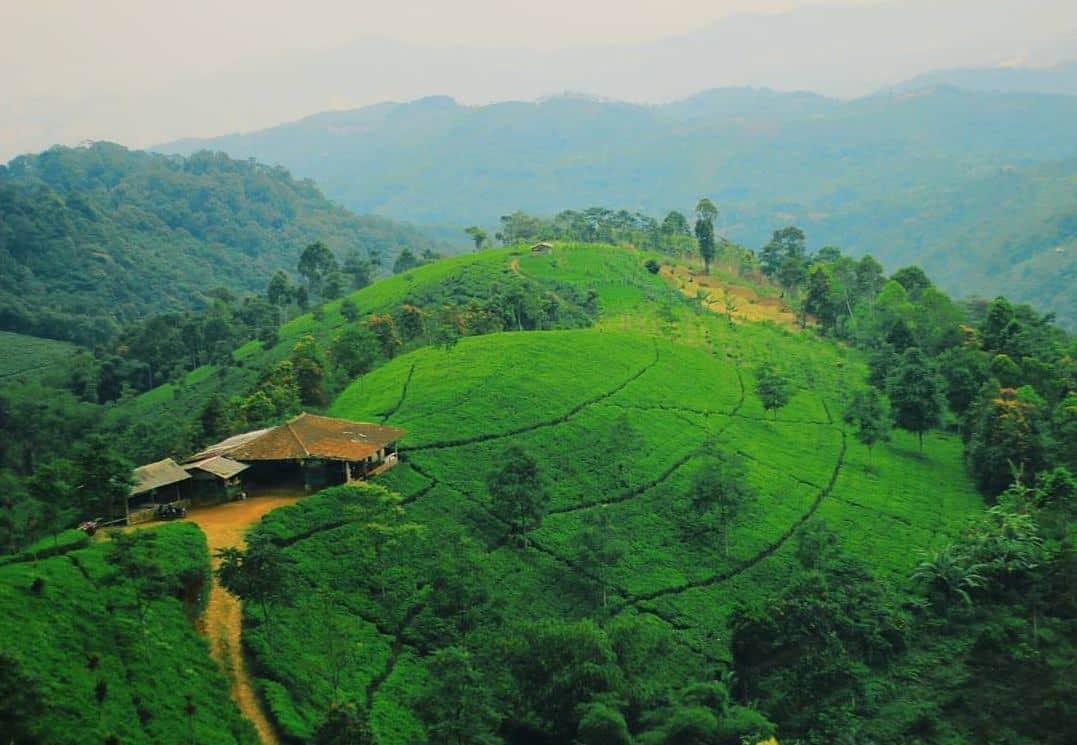 kebun teh cipasung, 1. Telaga Herang, 2. Lembah Panyaweuyan, 3. Kebun Teh Cipasung, 4. Cadas Gantung, 5. Curug Muara Jaya, 6. Petilasan Prabu Siliwangi, 7. Curug Cipeuteuy, 8. Wisata Paralayang Gunung Panten, 9. Situ Cikuda, 10. Jembar Waterpark