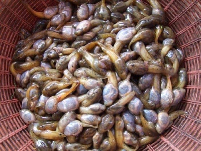 Mok Huak, 1. Fried Worms, 2. Goong Ten, 3. Sadow Leaves, 4. Larb Leuat Neua, 5. Fried Bugs, 6. Kai Yiew Ma, 7. Som Tam Hoy Dong, 8. Mok Huak, 9. Larb Mote Daeng, 10. Ant eggs