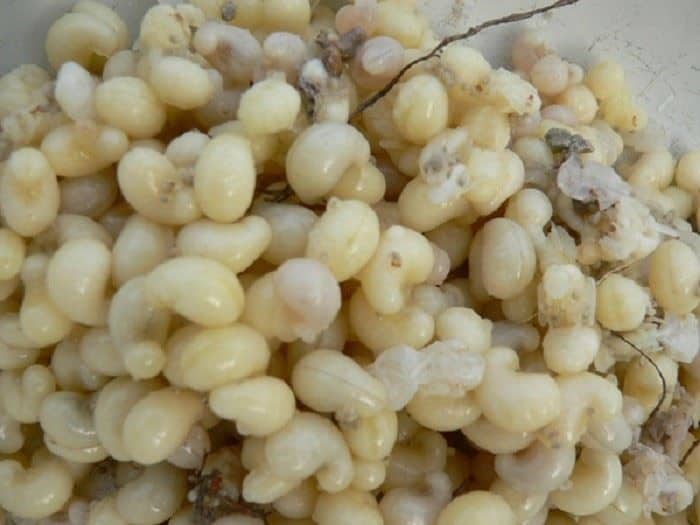 Ant eggs, 1. Fried Worms, 2. Goong Ten, 3. Sadow Leaves, 4. Larb Leuat Neua, 5. Fried Bugs, 6. Kai Yiew Ma, 7. Som Tam Hoy Dong, 8. Mok Huak, 9. Larb Mote Daeng, 10. Ant eggs