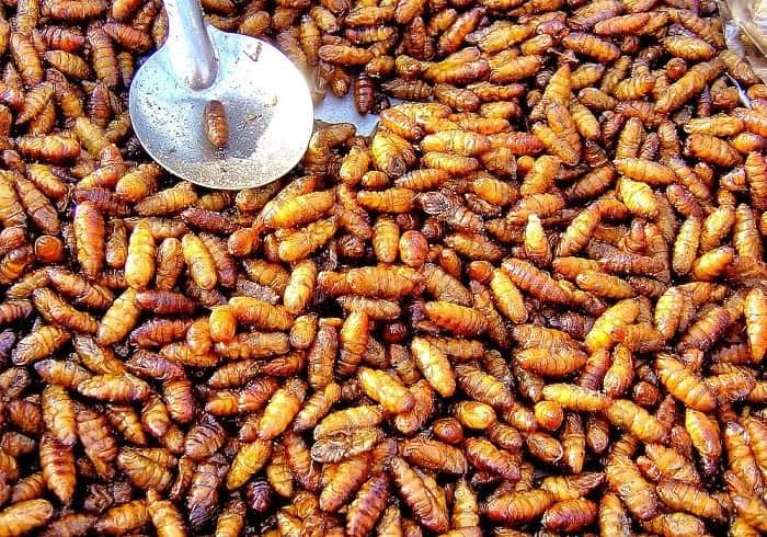 Fried Worms, 1. Fried Worms, 2. Goong Ten, 3. Sadow Leaves, 4. Larb Leuat Neua, 5. Fried Bugs, 6. Kai Yiew Ma, 7. Som Tam Hoy Dong, 8. Mok Huak, 9. Larb Mote Daeng, 10. Ant eggs
