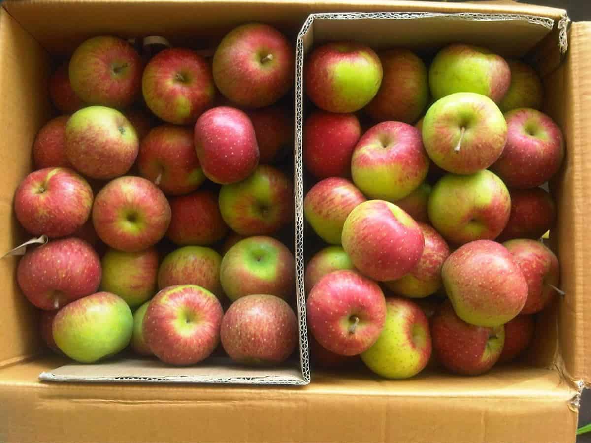 Apel Batu, 1. Apel Batu, 2. Madu Klanceng, 3. Sari Apel, 4. Kue Plintiran, 6. Pie Apel, 7. Malang Strudel, 8. Keripik Buah