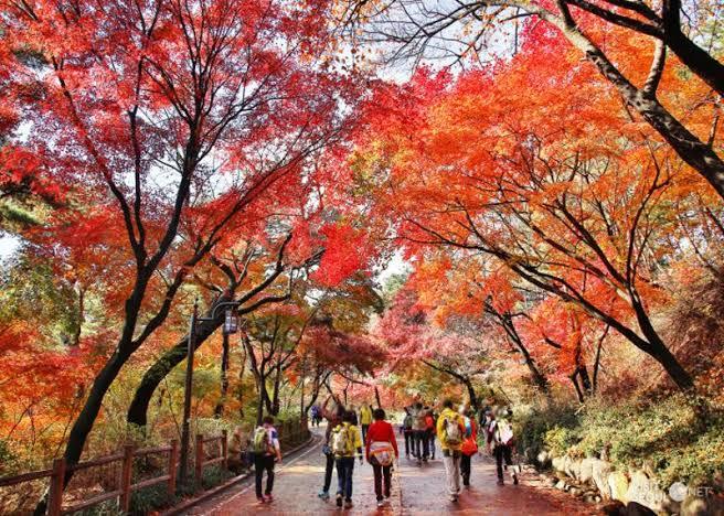1. Taman Namsan, 2. Taman Nasional Gyeongju, 3. Taman Yeouido Hangang, 4. Taman Songpanaru, 5. Taman Ilsan, 6. Taman Jehwangsan, 7. Taman Ssangyesa Temple Simni Cherry Blossom, 8. Taman Seomjin River Train Village, 9. Taman Olympic, 10. Taman Pyeonghwa Nuri