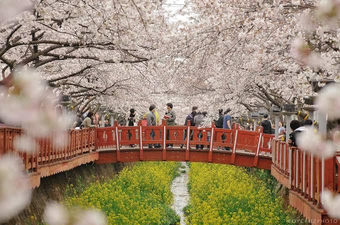 1. Taman Namsan, 2. Taman Nasional Gyeongju, 3. Taman Yeouido Hangang, 4. Taman Songpanaru, 5. Taman Ilsan, 6. Taman Jehwangsan, 7. Taman Ssangyesa Temple Simni Cherry Blossom, 8. Taman Seomjin River Train Village, 9. Taman Olympic, 10. Taman Pyeonghwa Nuri