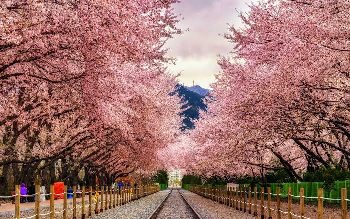 1. Taman Namsan, 2. Taman Nasional Gyeongju, 3. Taman Yeouido Hangang, 4. Taman Songpanaru, 5. Taman Ilsan, 6. Taman Jehwangsan, 7. Taman Ssangyesa Temple Simni Cherry Blossom, 8. Taman Seomjin River Train Village, 9. Taman Olympic, 10. Taman Pyeonghwa Nuri