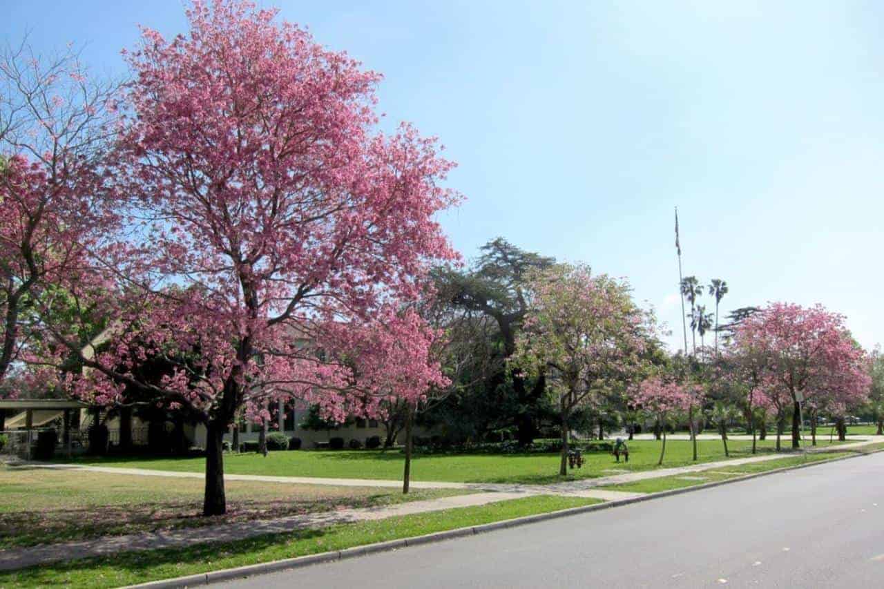 Taman Tabebuya, 1. Taman Suropati, 2. Taman Cattleya, 3. Taman Menteng, 4. Taman Ayodya, 5. Taman Spatodhea, 6. Taman Kalijodo, 7. Taman Hutan Kota Srengseng, 8. Taman Tabebuya, 9. Taman Waduk Pluit, 10. Taman Lapangan Banteng