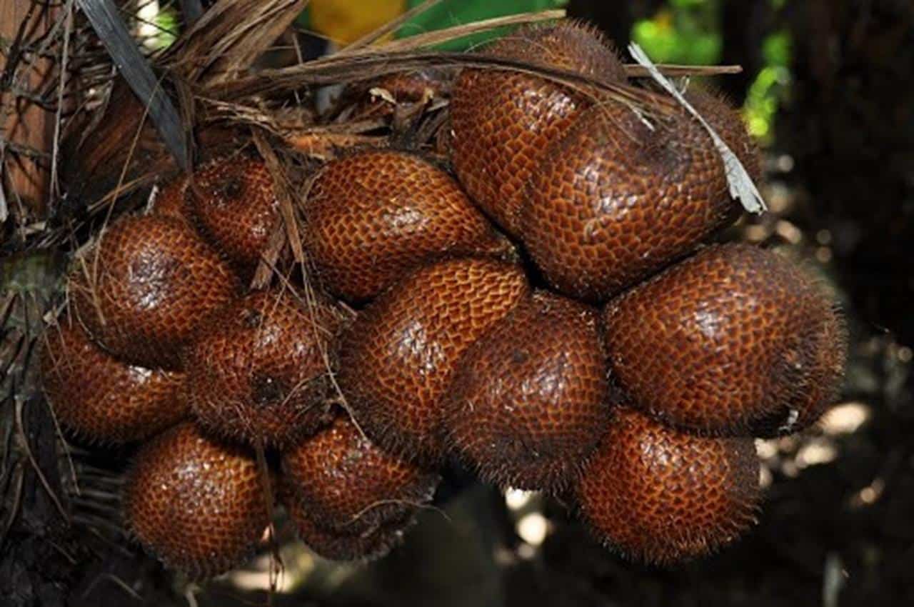 Salak Bongkok, 1. Tahu Sumedang, 2. Salak Bongkok, 3. Ubi Cilembu, 4. Opak Ketan, 5. Sawo Citali, 6. Emplod Sumedang, 7. Sale Pisang, 8. Oncom Sumedang, 9. Asinan Sukasari, 10. Jeruk Cikoneng
