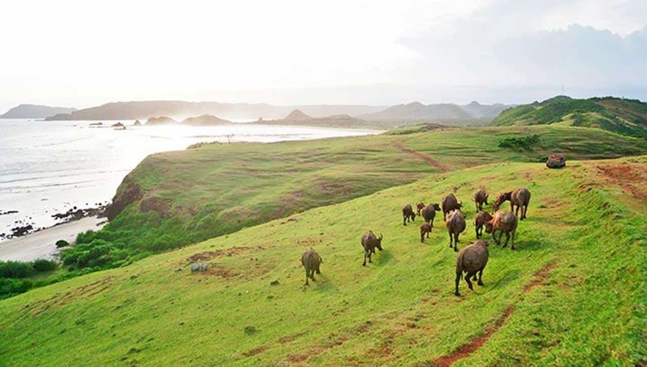 Bukit Merese, 1. Desa Sasak Sade, 2. Pantai Kuta Lombok, 3. Goa Bangkang Prabu, 4. Pantai Selong Belanak, 5. Pantai Seger, 6. Masjid Kuno Gunung Pujut, 7. Pantai Tanjung Aan, 8. Bukit Merese, 9. Taman Wisata Tonjeng Beru, 10. Islamic Center Nusa Tenggara Barat