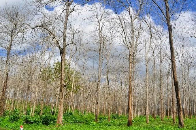 Hutan Curah Jati, 1. Hutan Pinus Semeru, 2. Hutan Alas Purwo, 3. Hutan De Djawatan, 4. Hutan Pinus Gemaharjo, 5. Hutan Pinus Nongko Ijo, 6. Hutan Pinus Gogonoti, 7. Hutan Curah Jati, 8. Hutan Mangrove Pancer Cengkrong, 9. Hutan Gua Pinus Pujon, 10. Wisata Akar Langit Trinil