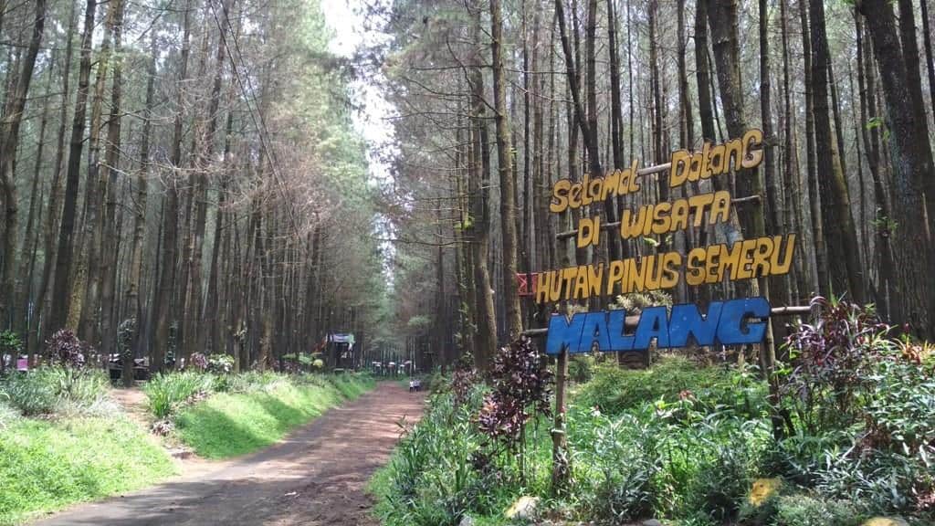 Hutan Pinus Semeru, 1. Hutan Pinus Semeru, 2. Hutan Alas Purwo, 3. Hutan De Djawatan, 4. Hutan Pinus Gemaharjo, 5. Hutan Pinus Nongko Ijo, 6. Hutan Pinus Gogonoti, 7. Hutan Curah Jati, 8. Hutan Mangrove Pancer Cengkrong, 9. Hutan Gua Pinus Pujon, 10. Wisata Akar Langit Trinil