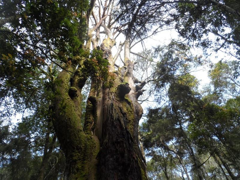 Hutan Rasamala, 1. Mijil Loka, 2. Wisata Alam Posong, 3. Hutan Rasamala, 4. Pasar Tradisional Papringan Ngadiprono, 5. Embung Tlogo Pucang, 6. Curug Titang, 7. Embung Kledung, 8. Gunung Kendil, 9. Watu Layah, 10. Curug Merak