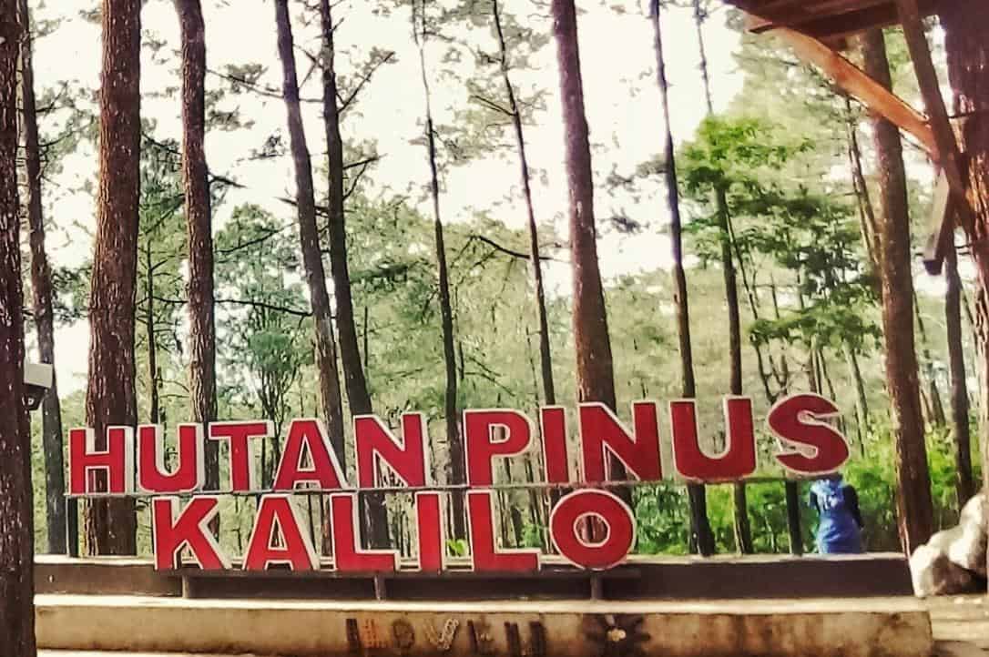 Hutan Pinus Kalilo, 1. Pantai Ketawang, 2. Pantai Jatimalang, 3. Goa Seplawan, 4. Curug Muncar, 5. Hutan Pinus Kalilo, 6. Puncak Geger Menjangan, 7. Museum Tosan Aji, 8. Benteng Pendem, 9. Mesjid Agung Purworejo, 10. Puncak Khayangan Sigendol
