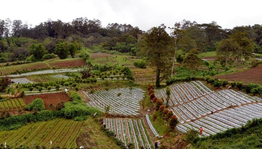 Kebun Raya Tongkoh, 1. Bukit Gundaling, 2. Hotel Bukit Kubu, 3. Lau Sidebuk-debuk, 4. Funland – Mikie Holday, 5. Air Terjun Dua Warna, 6. Penatapan Berastagi, 7. Gundaling Farm Berastagi, 8. Taman Alam Lumbini, 9. Kebun Raya Tongkoh, 10. Desa Lingga