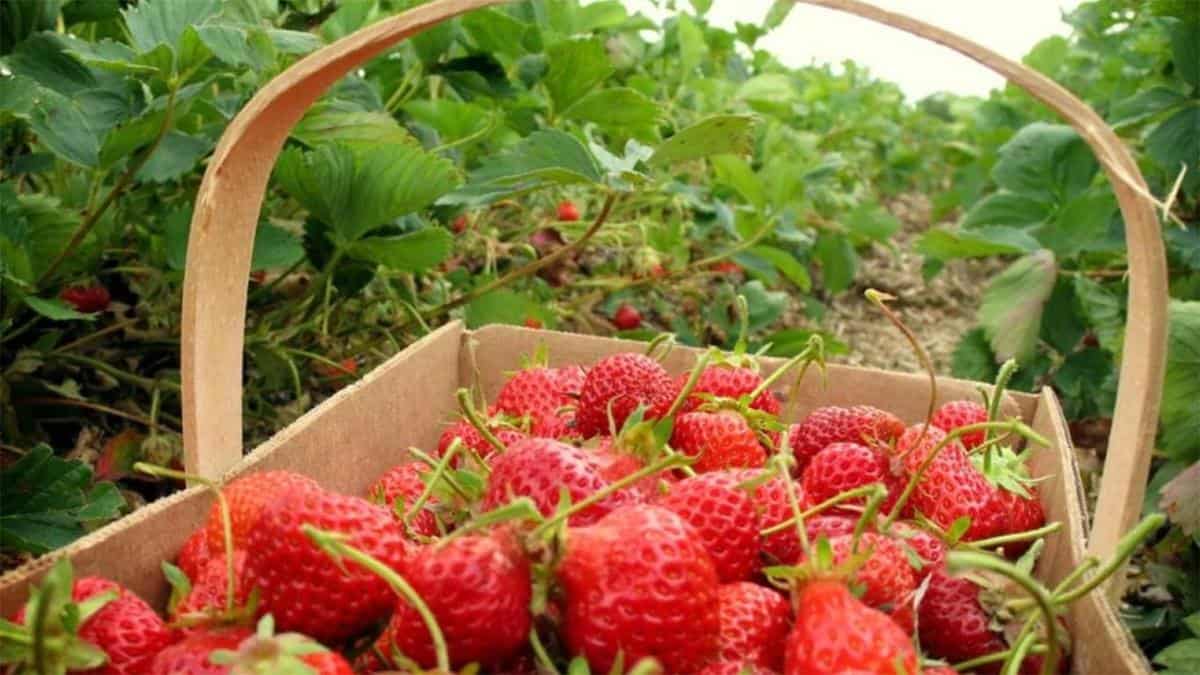 Kebun Strawberry, Wahana dan Spot Populer, Fasilitas Pinisi Resto dan Glamping Lakeside Rancabali, Harga Tiket Masuk dan Jam Operasional , Alamat dan Akses Transportasi, Hotel Sekitar Pinisi Resto dan Glamping Lakeside Rancabali