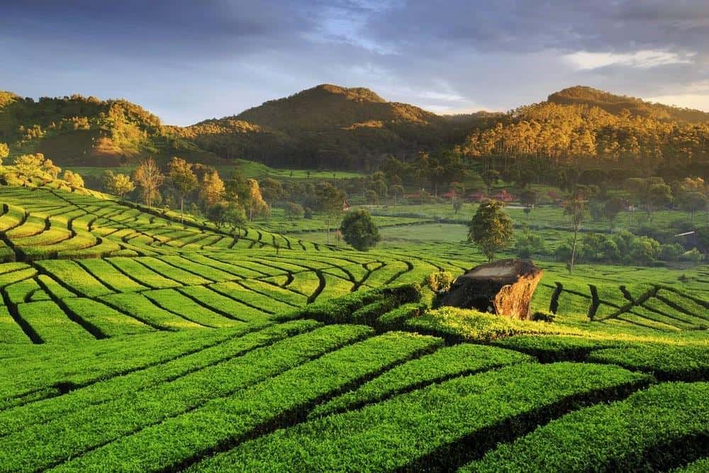 Kebun Teh, Wahana dan Spot Populer, Fasilitas Pinisi Resto dan Glamping Lakeside Rancabali, Harga Tiket Masuk dan Jam Operasional , Alamat dan Akses Transportasi, Hotel Sekitar Pinisi Resto dan Glamping Lakeside Rancabali