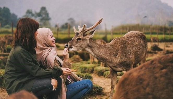 Penangkaran Rusa, Wahana &amp; Spot Populer di Ranca Upas, Fasilitas di Ranca Upas Ciwidey, Harga Tiket Masuk &amp; Jam Operasional Ranca Upas, Alamat &amp; Akses Transportasi ke Ranca Upas,  Hotel Sekitar Ranca Upas Ciwidey