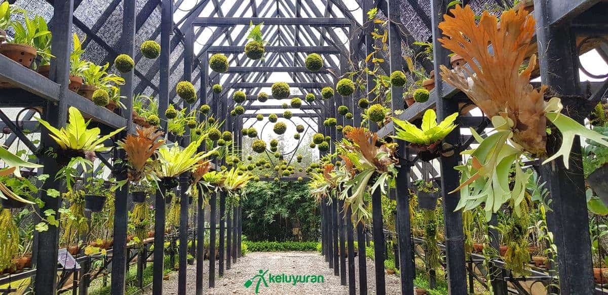 Harga Tiket dan Jam Operasional Orchid Forest , Wahana atau Spot Populer di Orchid Forest Cikole, Harga Tiket dan Jam Operasional Orchid Forest , Fasilitas Orchid Forest , Alamat dan Akses Transportasi Orchid Forest, Hotel di Sekitar Orchid Forest Cikole