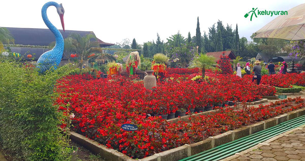 Taman Bunga Aneka Warna, Wahana dan Spot Menarik di Taman Begonia Lembang, Harga Tiket dan Jam Operasional, Fasilitas di Taman Begonia Lembang, Alamat dan Akses Transportasi Taman Begonia Lembang, Hotel di Sekitar Taman Begonia Lembang