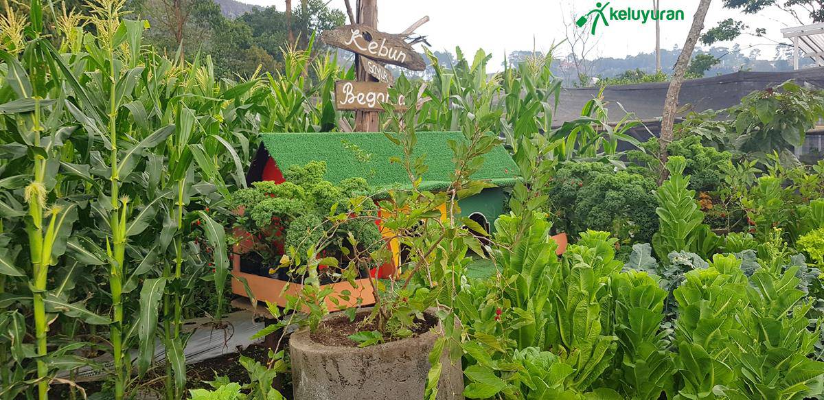 Area Perkebunan, Wahana dan Spot Menarik di Taman Begonia Lembang, Harga Tiket dan Jam Operasional, Fasilitas di Taman Begonia Lembang, Alamat dan Akses Transportasi Taman Begonia Lembang, Hotel di Sekitar Taman Begonia Lembang